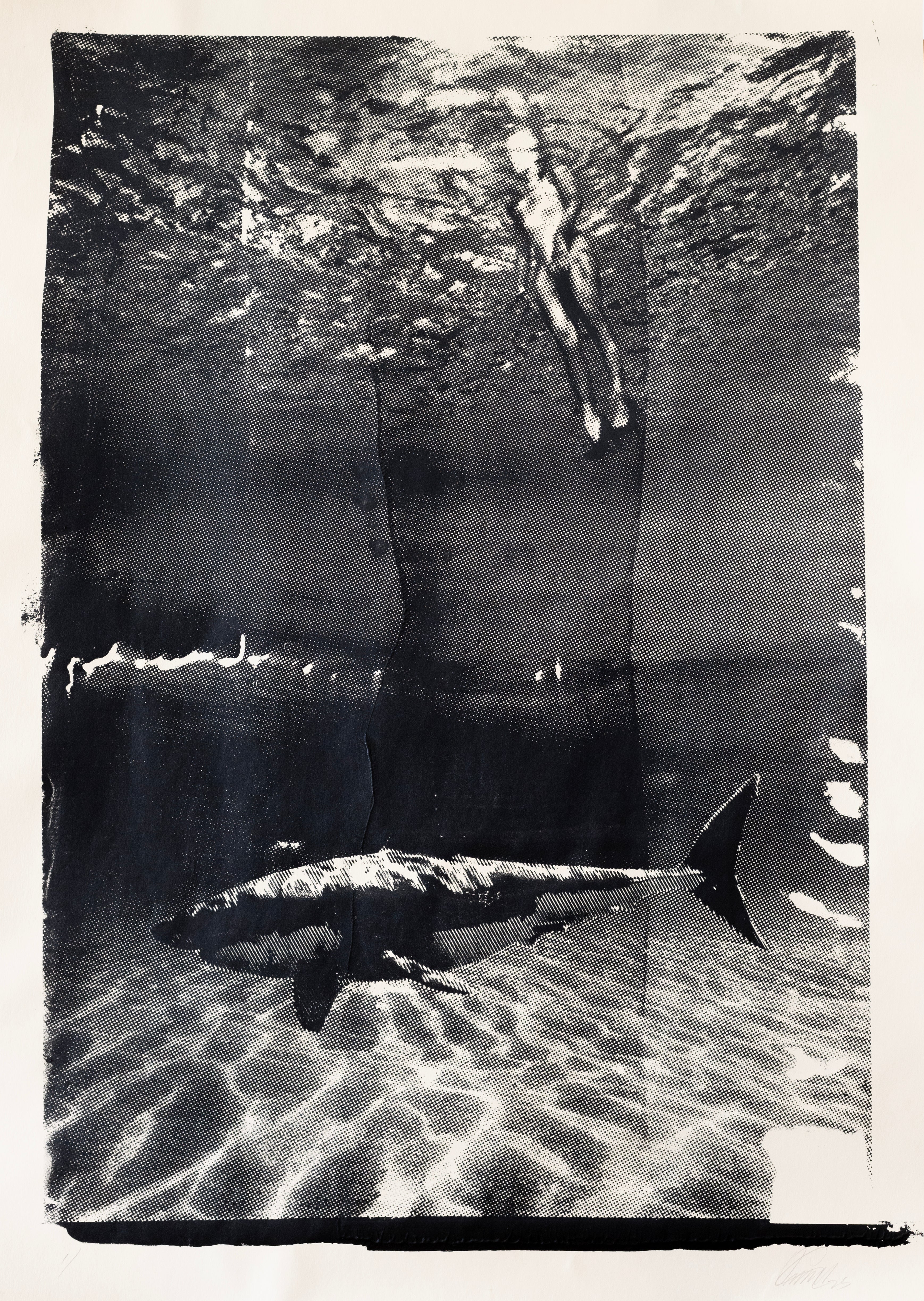 Shark